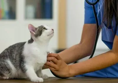a kitten looks up at a person listening to its chest with a stethoscope a kitten looks up at a person listening to its chest with a stethoscope